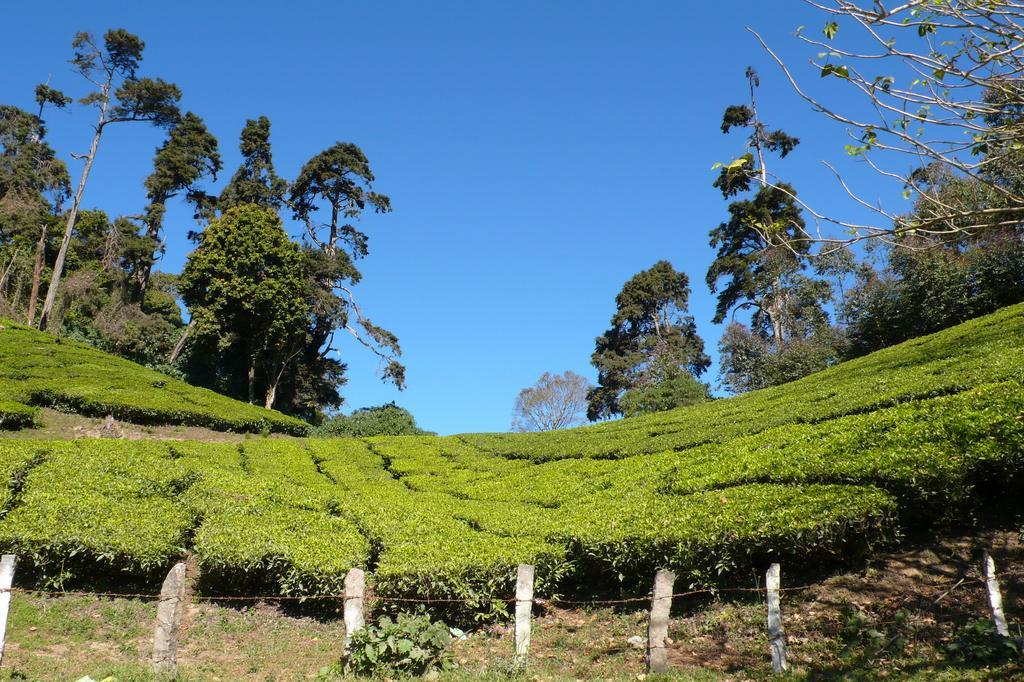Green Magic Home Munnar Kültér fotó